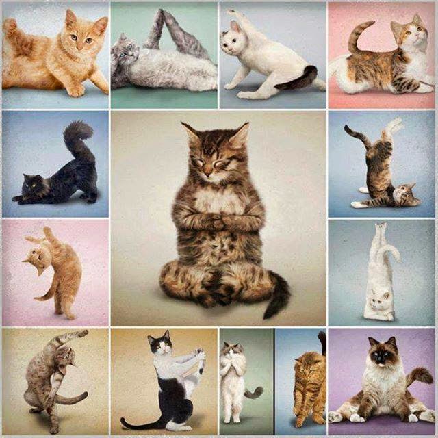 http://capturingmotions.blogspot.com/2014/04/yoga-cats.html
