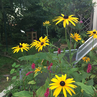 rudbeckia et polygonum sont dans une plate-bande