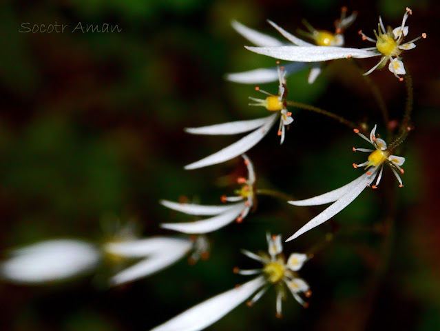 Saxifraga cortusaefolia