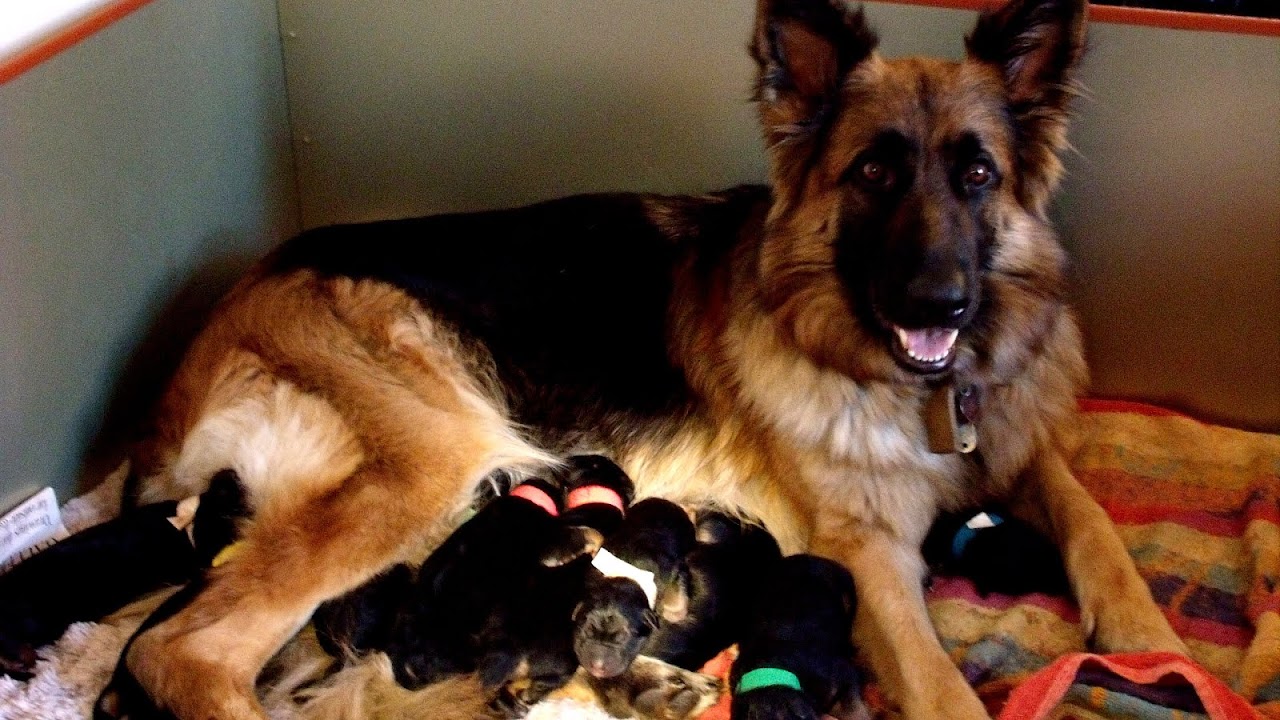 German Shepherd Puppies Tampa