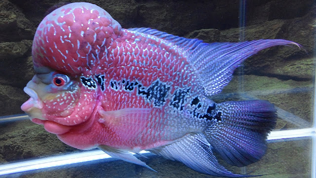 Flowerhorn, Flowerhorn fish, Flower horn, Flowerhorn fish care