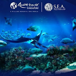 S.E.A Aquarium Singapore với những khoảnh khắc tìm hiểu đáy biển cực kì thú vị