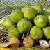 Tuyệt chiêu sử dụng mụn xơ dừa làm giá thể trồng trọt