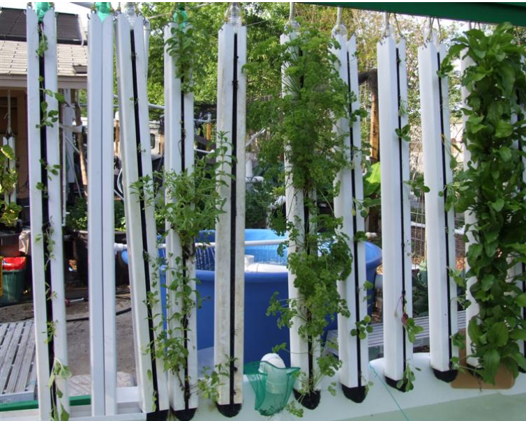 Chico Aquaponic: Idea for Vertical Gardening