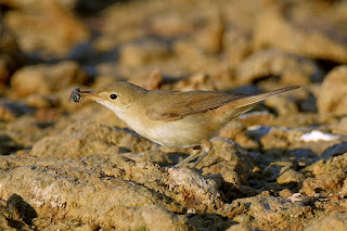 carricero-comun-acrocephalus-scirpaceus-con-mosca-