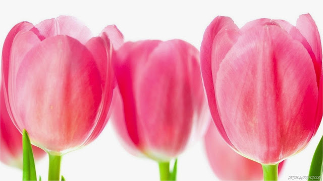 Wallpaper Bunga Tulip Pink