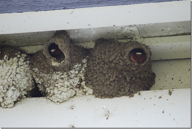 06-03-09 Creamer's Refuge Cliff Swallows 054
