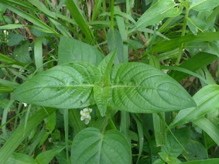 Asystasia gangetica - Herbe le rail