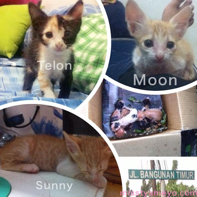 Kisah: 5 Anak Kucing yang Terbuang, Kehujanan dan Kedinginan yang Kami