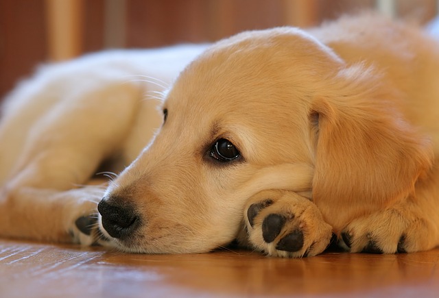 Feeding Your Golden Retriever