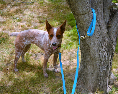 Bright blue synthetic waterproof nonabsorbent dog leash