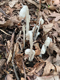 A cluster of six Ghost Pipes of varying heights surrounded by dry brown leaves.