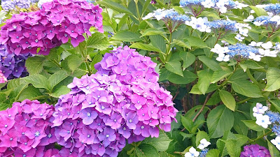 道の駅しらとりの郷・羽曳野のあじさい(羽曳野市)