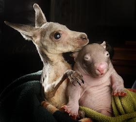 Baby wombat and baby kangaroo share pouch, orphaned baby wombat, and baby kangaroo