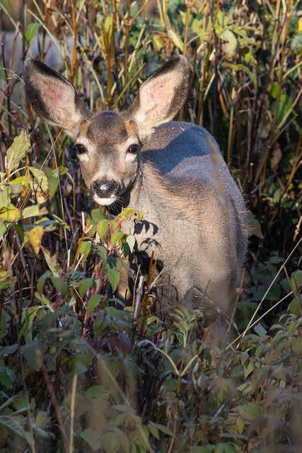 Mule Deer at The Crags in State Forest State Park