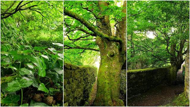 collage with images of a giant tree