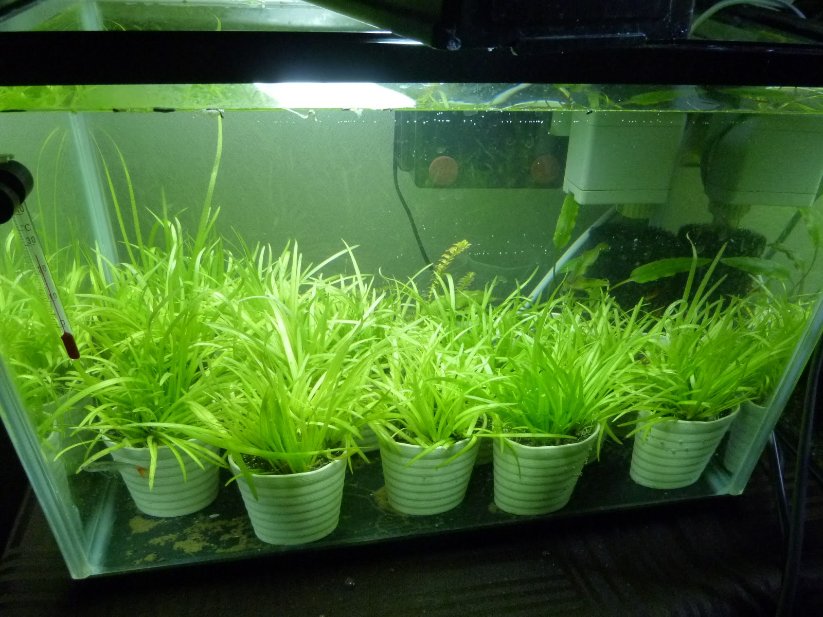 30センチ四方の海 ポット入り水草を自作してみた