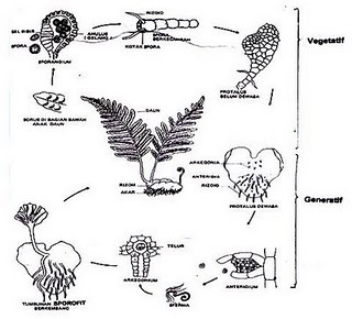 Anaphalis Javanica metamorfosis dan metagenesis