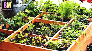 Organic farming at home terrace, terrace business ideas, mk mazumdar, business ideas hindi, business mantra