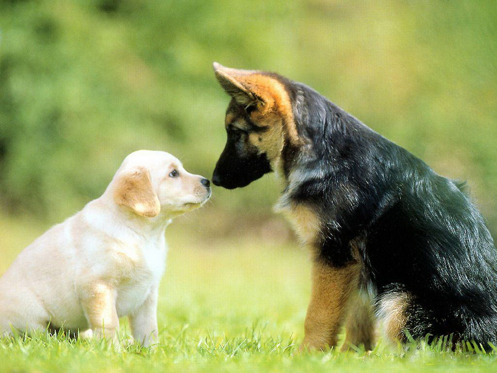  Dogs  HD  Wallpapers 