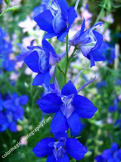 Larkspur Consolida Ambigua Flowers Pictures 400x533px