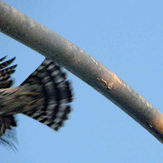 tail of the hawk in flight (c)David Ocker