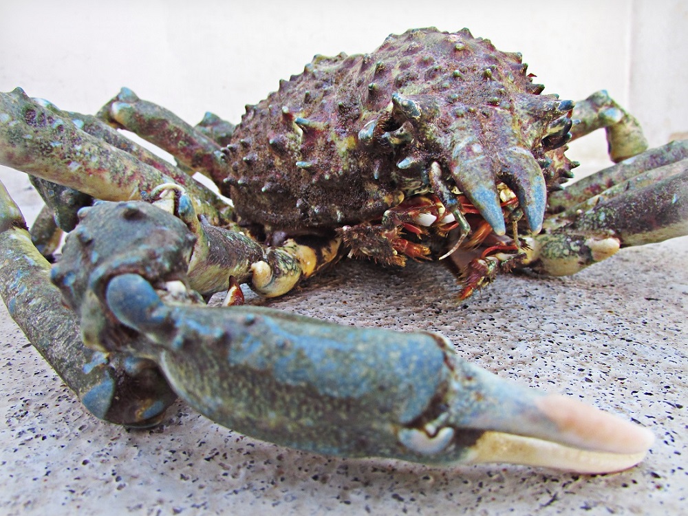 spider crab, Wild West Commercial Fishing, local seafood, San Diego, Tuna Harbor Dockside Market