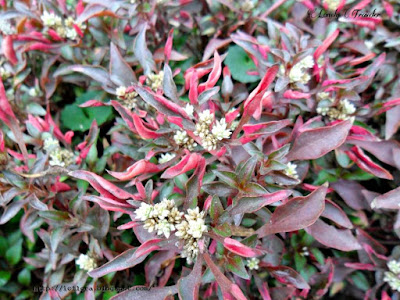 Little ruby, Alternanthera dentata, Bangladesh, Amaranthaceae