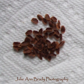 Harvested Seeds from the Second Tropical Milkweed Seed Pod