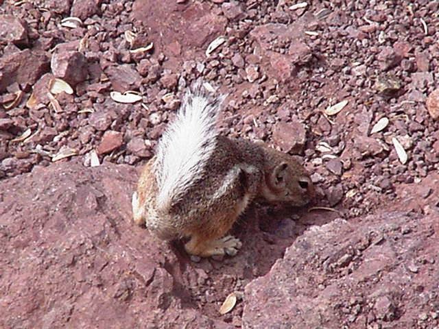Ground Squirrel Poison  Bing images