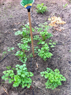 Paleo Organic Garden Parsley Vegetable Patch