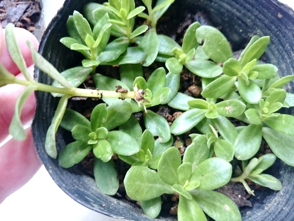 にゃごにゃな毎日 挿し芽 植え付け ポーチュラカ 食用菊
