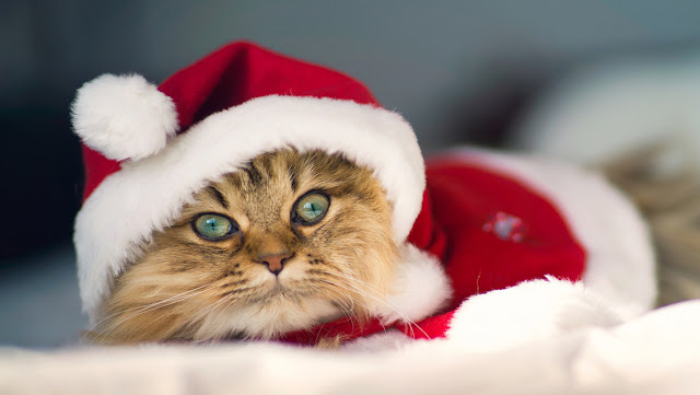 Free Download Cute Christmas Cat HD Wallpapers for iPhone 5