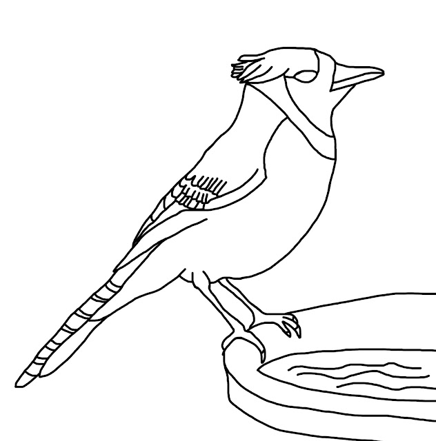 A line drawing of a blue jay (bird) for kids to colour and learn from.