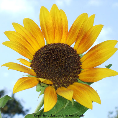 Another Inspiring Sunny Solitary Yellow Sunflower Blossom