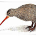 Kiwi Bird Facts