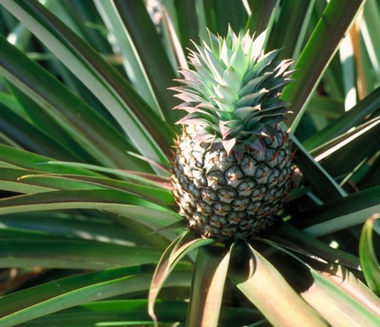 The History of Pineapple in the Philippines