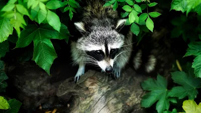 A Racoon, an example of Earth's biology