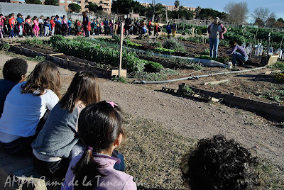 niños recoleccion huerto escolar ampa colegio bonavista alaquas