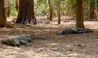 Komodo Dragons - Indonesia