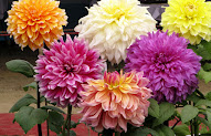 20+ Bunga Dahlia, Keren!