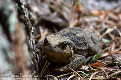 Sapo Común - Bufo Bufo (fotografia-de-naturaleza.blogspot.com)