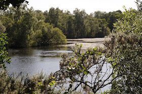 summer in the Norfolk countryside