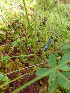 Linaigrette de Virginie - Eriophorum virginicum 