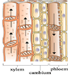 Pembuluh Xylem