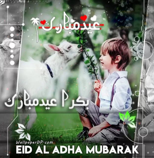 Eid ul Adha Pic Name Edit DP | Bakra Eid Mubarak Dp for Whatsapp