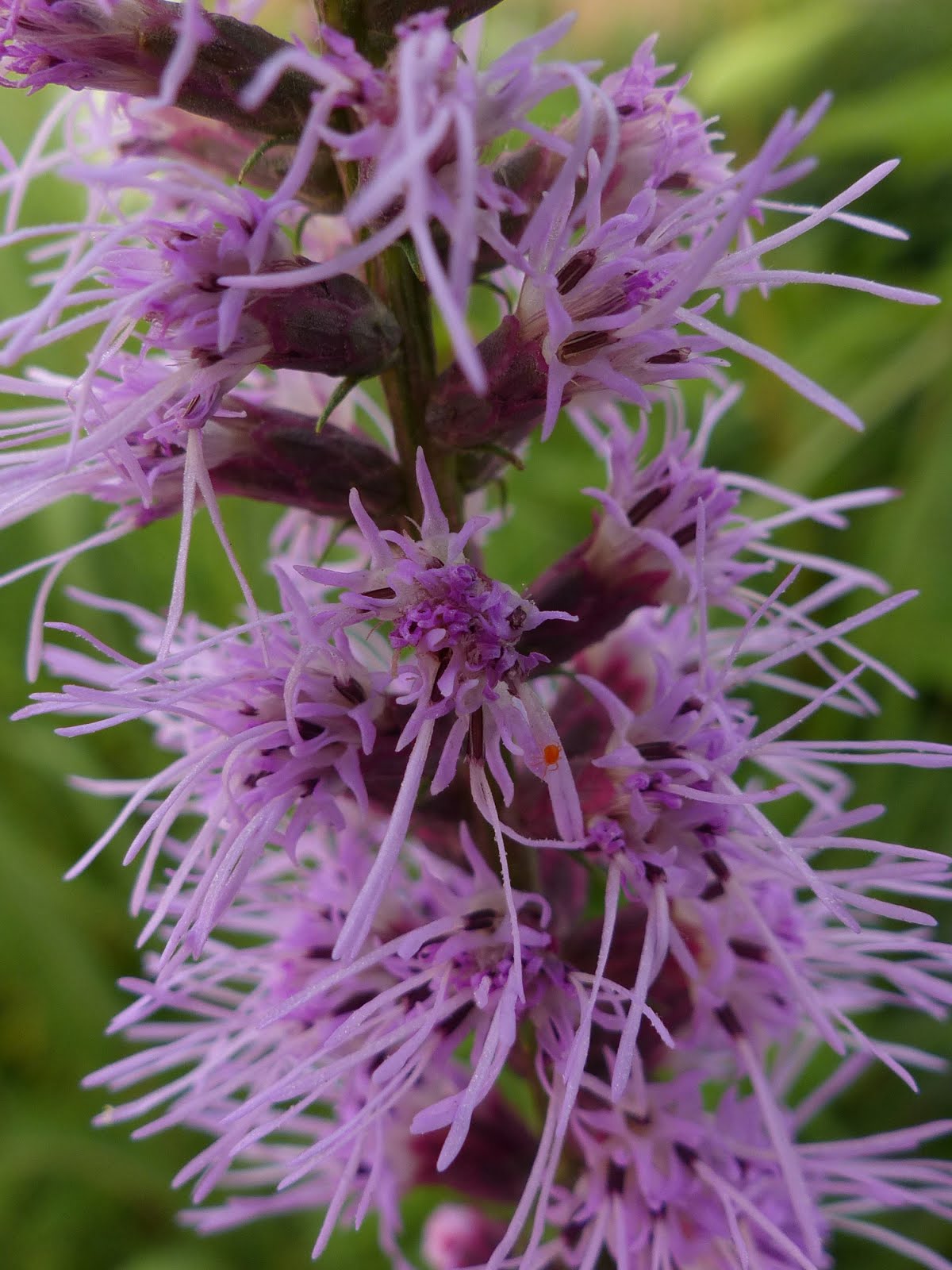 Dense Blazing-Star (Liatris spicata)