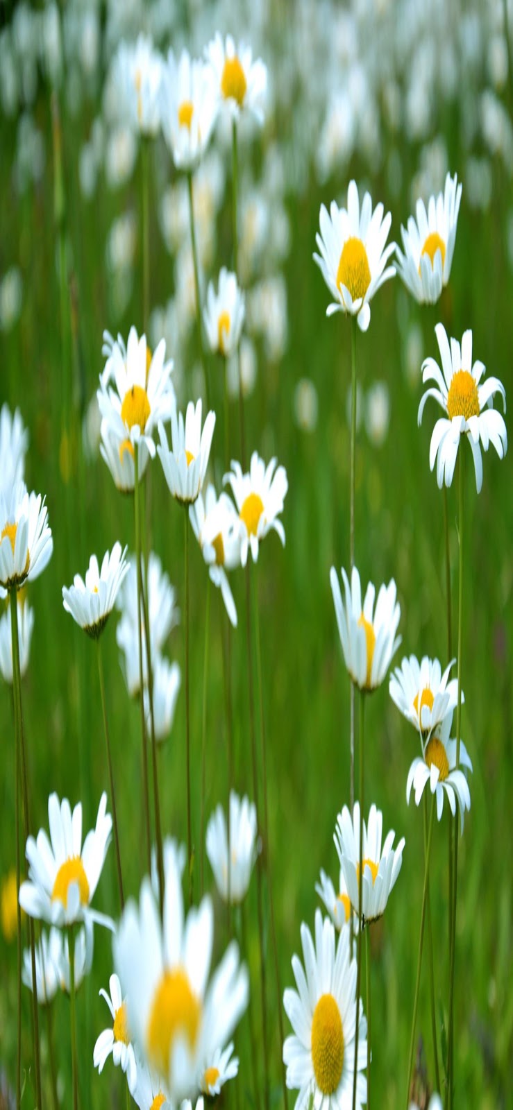 Spring Flowers Background Wallpaper