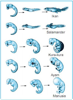 BIOLOGI GONZAGA: BUKTI EVOLUSI