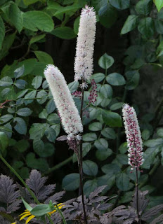 Actaea simplex Atropurpurea